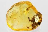 Detailed Fossil Barklouse (Psocodea) Nymph In Baltic Amber #372598-1